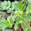 Thumbnail: Jacob's Ladder - Polemonium reptans