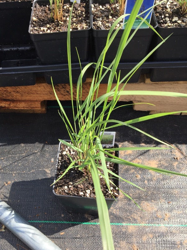 Thumbnail: Switch Grass - Panicum virgatum