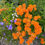Thumbnail: Milkweed, Butterfly - Asclepias tuberosa