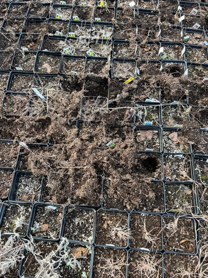 Potted plants dug up with rodent tunnels on top