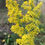 Thumbnail: Goldenrod, Showy - Solidago speciosa 