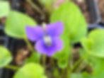 Thumbnail: Violet, Common Blue - Viola sororia