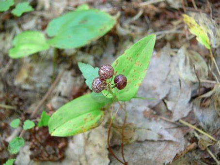 Lily of the Valley, is yours native?
