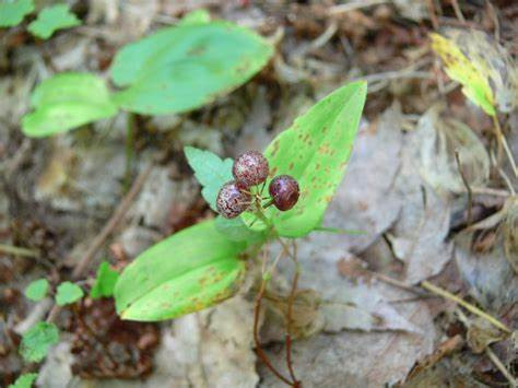 Two green leaves and speckled burgundy berries