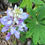 Thumbnail: Lupine, Wild Sundial - Lupinus perennis