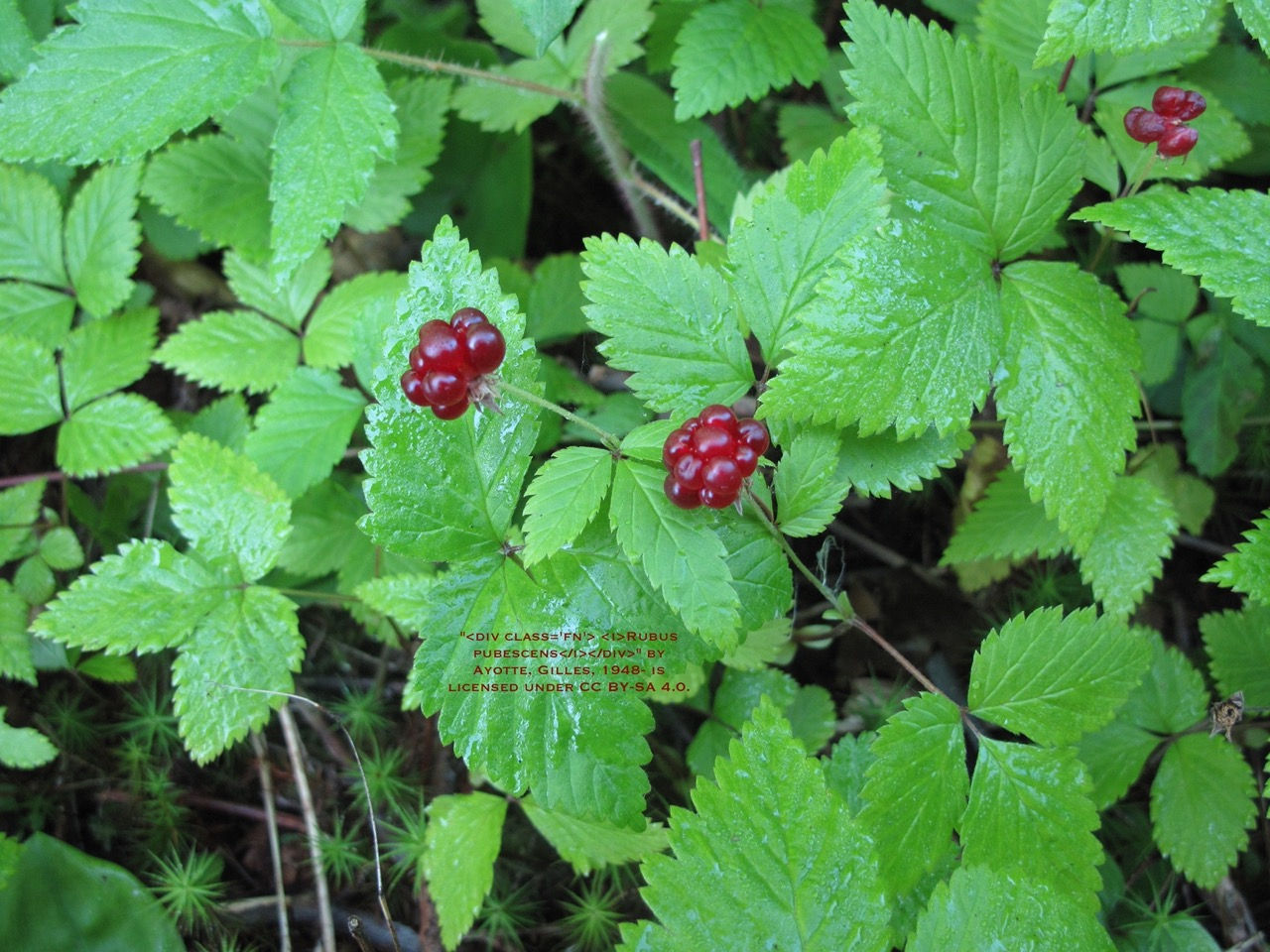 Dwarf Raspberry - Rubus pubescens