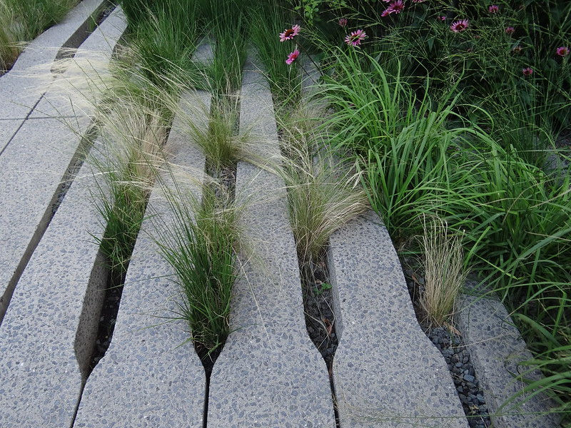 Grasses and sedges growing up between paving stones at the edge of a garden