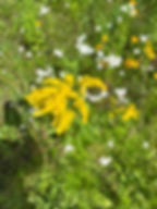 Thumbnail: Yarrow, Common - Achillea millefolium