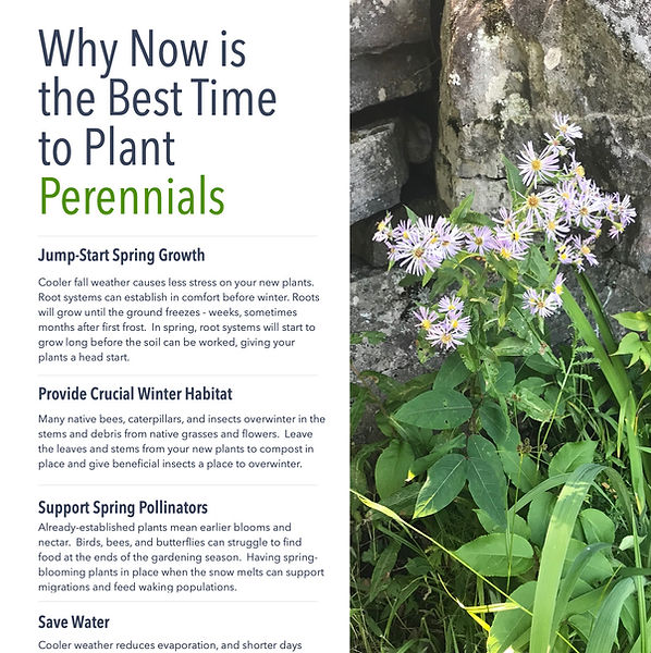 Best time to plant perennials