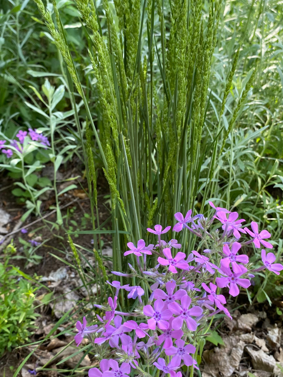 Thumbnail: June Grass - Koeleria macrantha