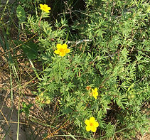 DBNUP Shrubby cinq dune_edited.jpg