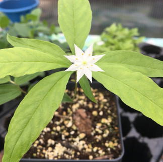 a small plant with lance-shaped leaves and a small white flower shaped like an eight-pointed star