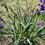 Thumbnail: Spiderwort - Tradescantia ohiensis