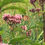 Thumbnail: Rain Garden/ Wet Soils Garden Kit