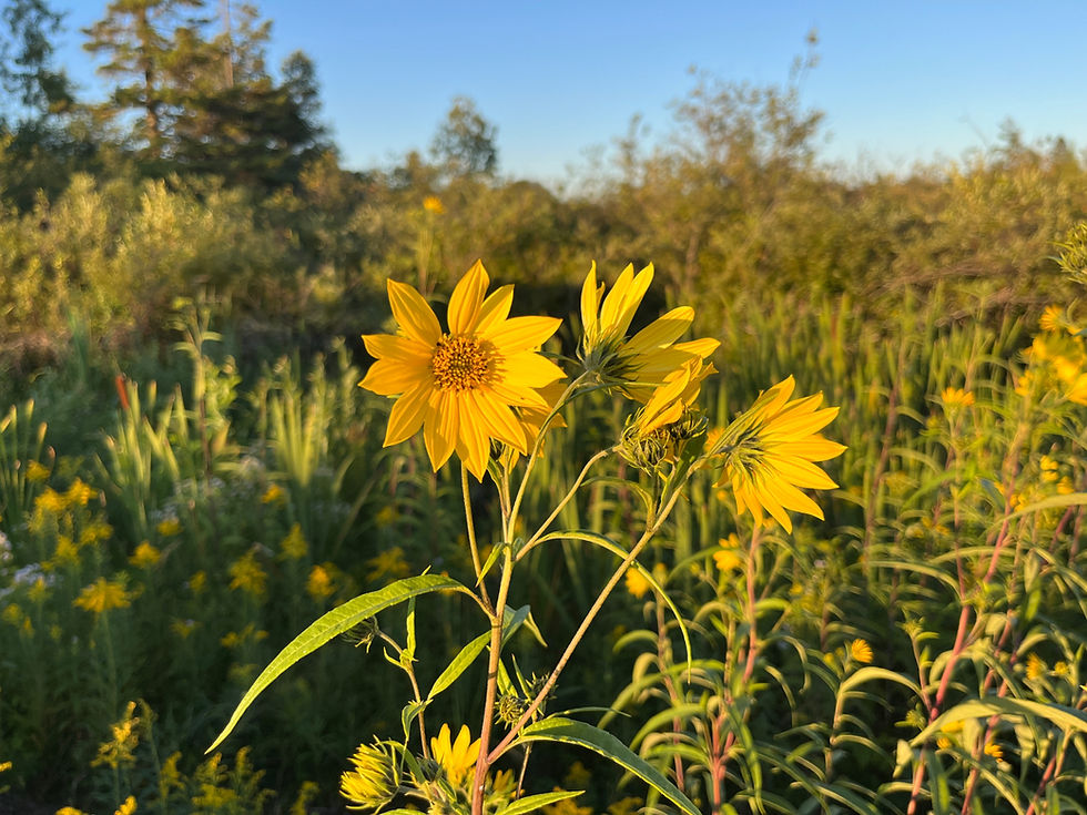 Thumbnail: Sunflower, Paleleaf - Helianthus strumosus