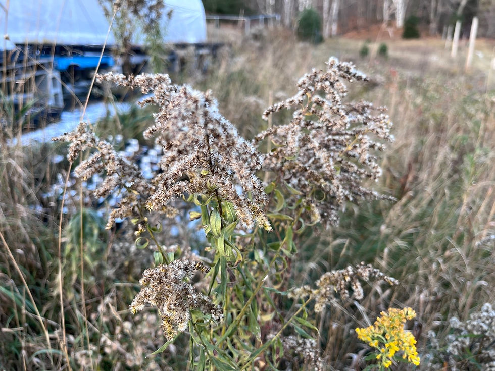 Thumbnail: Canada Goldenrod - Solidago canadensis