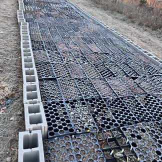 Plug flat plant trays surrounded by concrete blocks