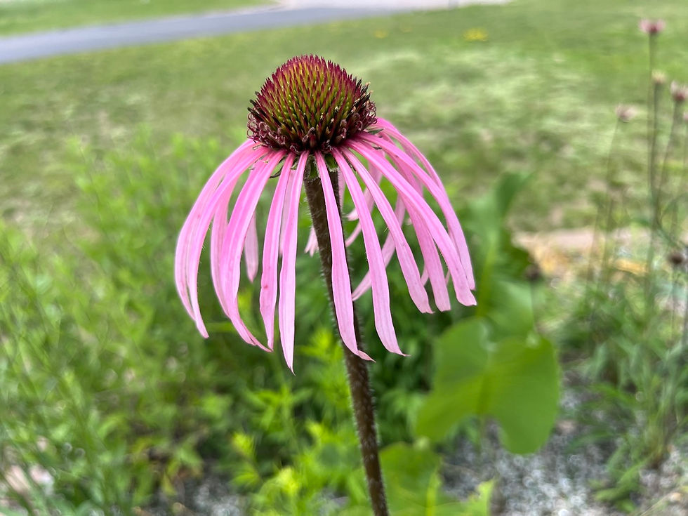 Thumbnail: Coneflower, Pale Purple - Echinacea pallida
