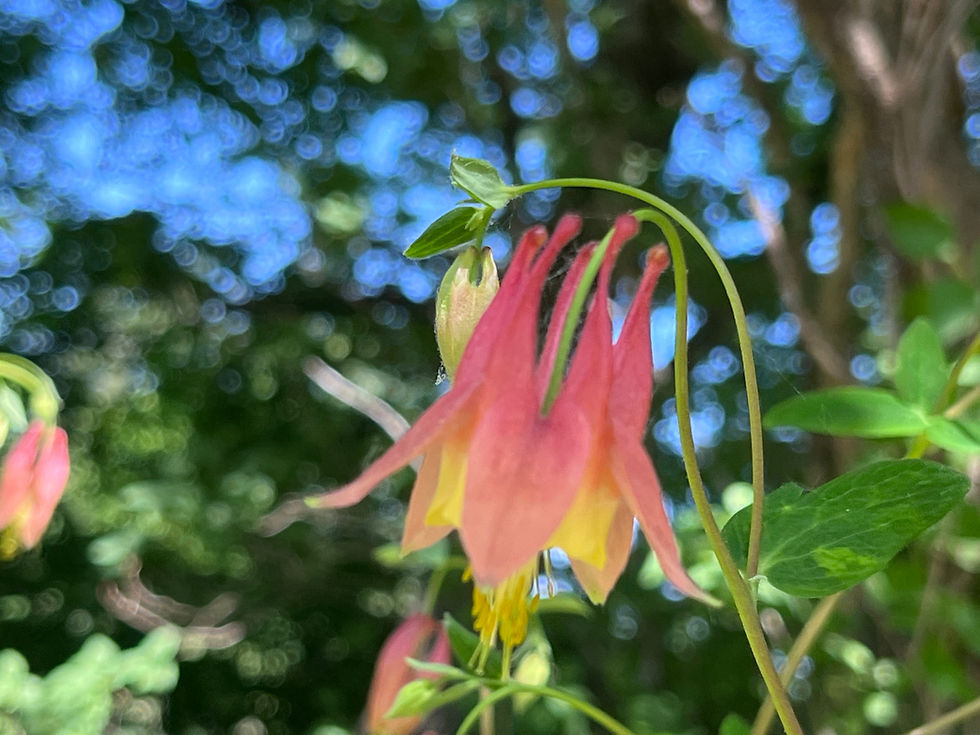 Thumbnail: Columbine - Aquilegia canadensis