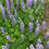 Thumbnail: Lupine, Wild Sundial - Lupinus perennis