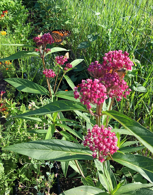 Swamp Milkweed in rich pink bloom with monarch butterfly