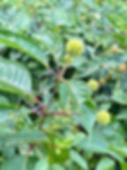 Thumbnail: Buttonbush - Cephalanthus occidentalis