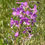 Thumbnail: a stalk of fireweed in a field with several bees