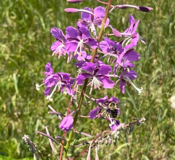 Thumbnail: a stalk of fireweed in a field with several bees