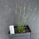 Thumbnail: Path Rush - Juncus tenuis
