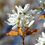 Thumbnail: Allegheny Serviceberry - Amelanchier laevis
