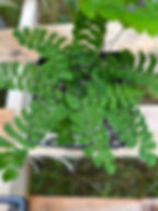 Thumbnail: Northern Maidenhair Fern - Adiantum pedatum