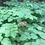 Thumbnail: American Spikenard - Aralia racemosa