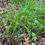 Thumbnail: Necklace Sedge - Carex projecta