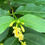 Thumbnail: Honeysuckle, Northern Bush - Diervilla lonicera