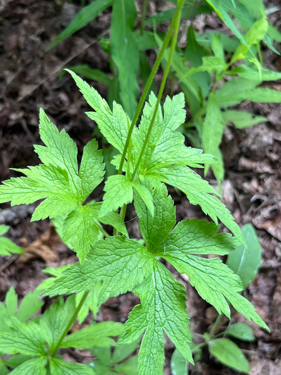 Thumbnail: Thimble Weed - Anemone virginiana