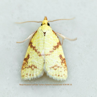 A small bright moth with speckles