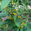 Thumbnail: Goldenrod, Zig Zag - Solidago flexicaulis
