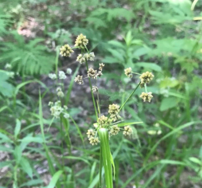Thumbnail: Mosquito Bulrush - Scirpus hattorianus