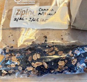 A plastic baggie filled with moist soil and large common milkweed seeds