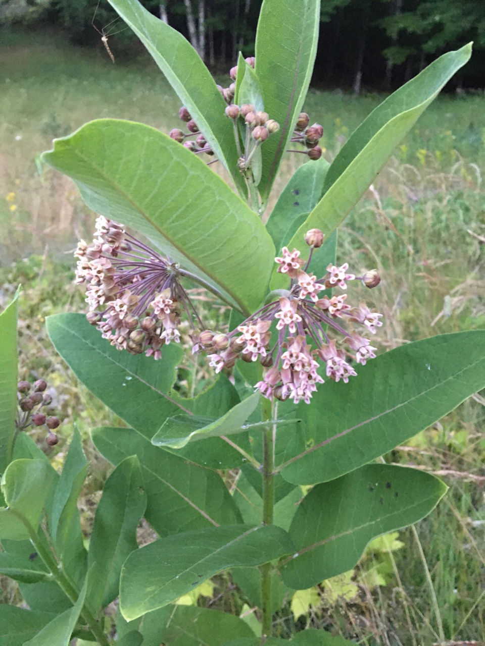 Large milkweed plant in a field with nodding clusters of flowers