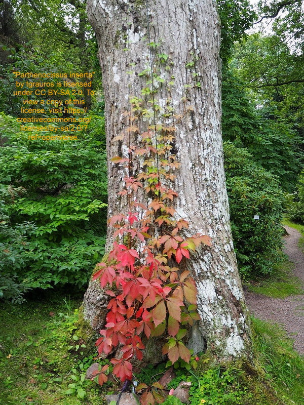 Thumbnail: Woodbine/False Virginia Creeper - Parthenocissus inserta