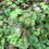 Thumbnail: Sarsaparilla, Wild - Aralia nudicaulis