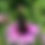 Thumbnail: Coneflower, Purple - Echinacea purpurea