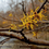 Thumbnail: Witch-Hazel - Hamamelis virginiana