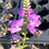 Thumbnail: Kids/Sensory Garden Kit