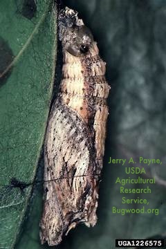 A chrysalis whose coloration and shape disguise it as a dry leaf