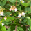 Thumbnail: Spreading Dogbane - Apocynum androsaemifolium
