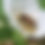 Thumbnail: Thimbleberry - Rubus parviflorus