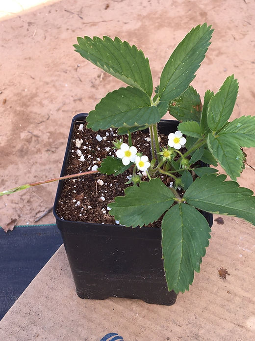 Wild Strawberry - Fragaria virginiana | Designs By Nature UP