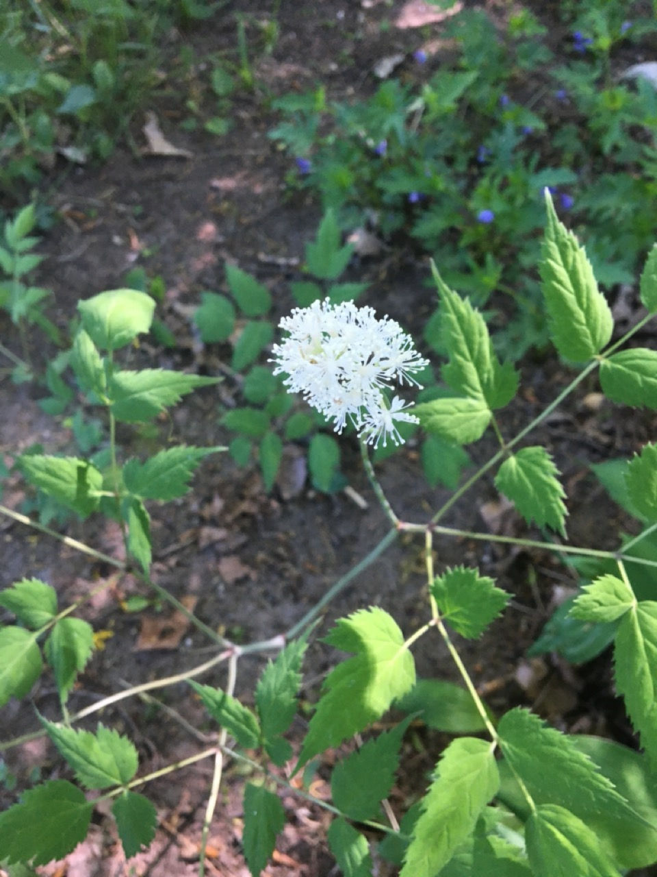 Thumbnail: Doll's Eyes - Actaea pachypoda